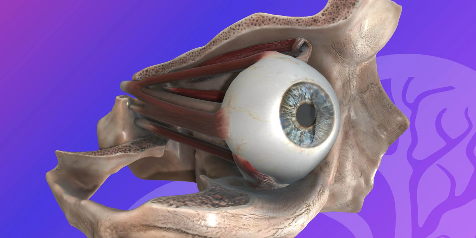 HEAD & NECK_ Eye - Left extraocular muscles image